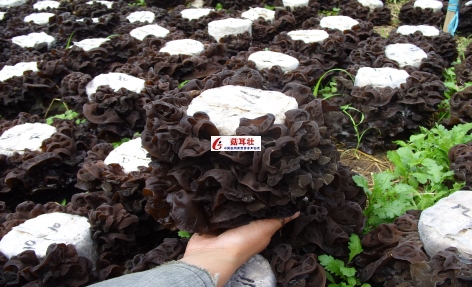 菇耳壮让成本降低30%